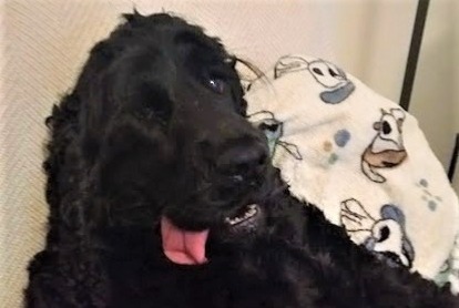 Alerte Disparition Chien  Mâle , 4 ans Seysses France