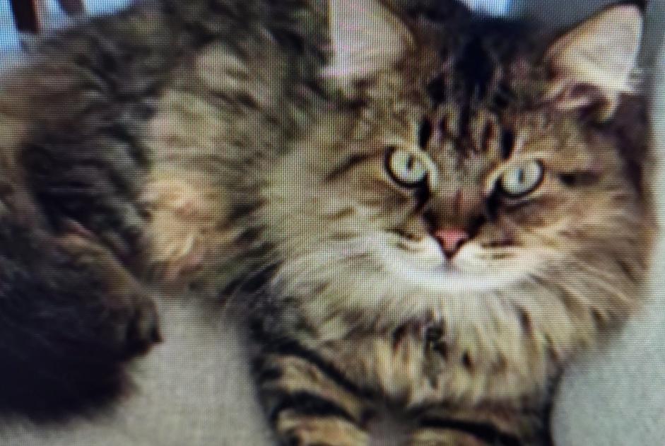 Alerte Disparition Chat Femelle , 4 ans Ollioules France