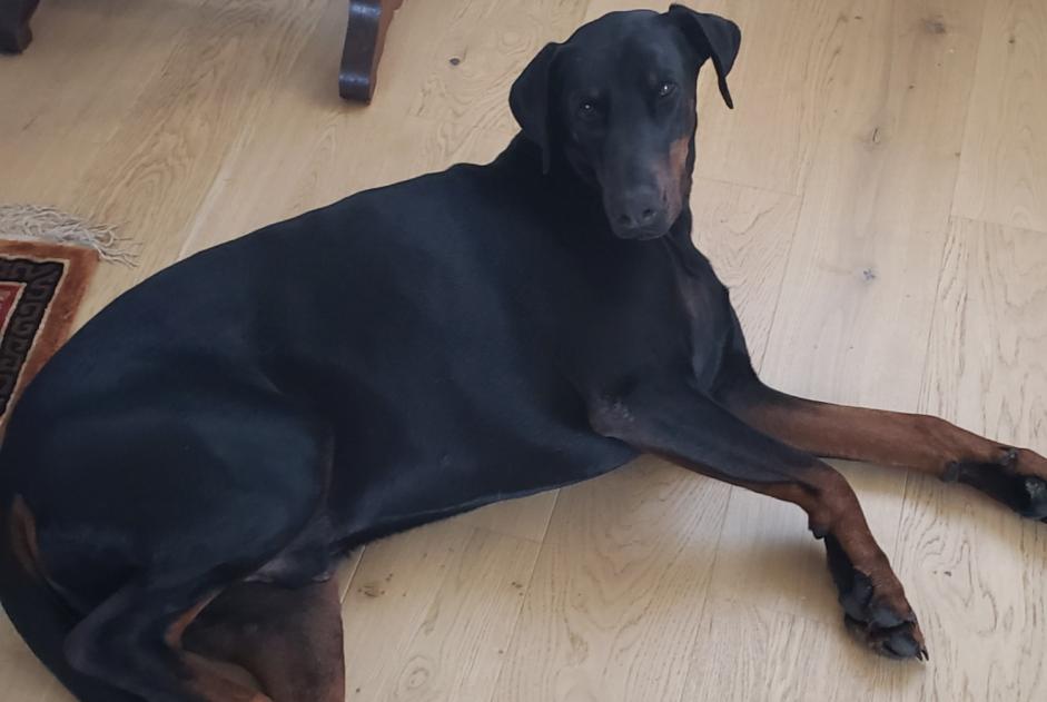 Alerte Disparition Chien  Mâle , 4 ans Orbec France