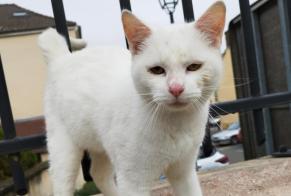 Alerte Découverte Chat Mâle Mézières-sur-Seine France