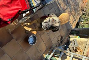 Alerte Découverte Chien croisement Inconnu Draguignan France