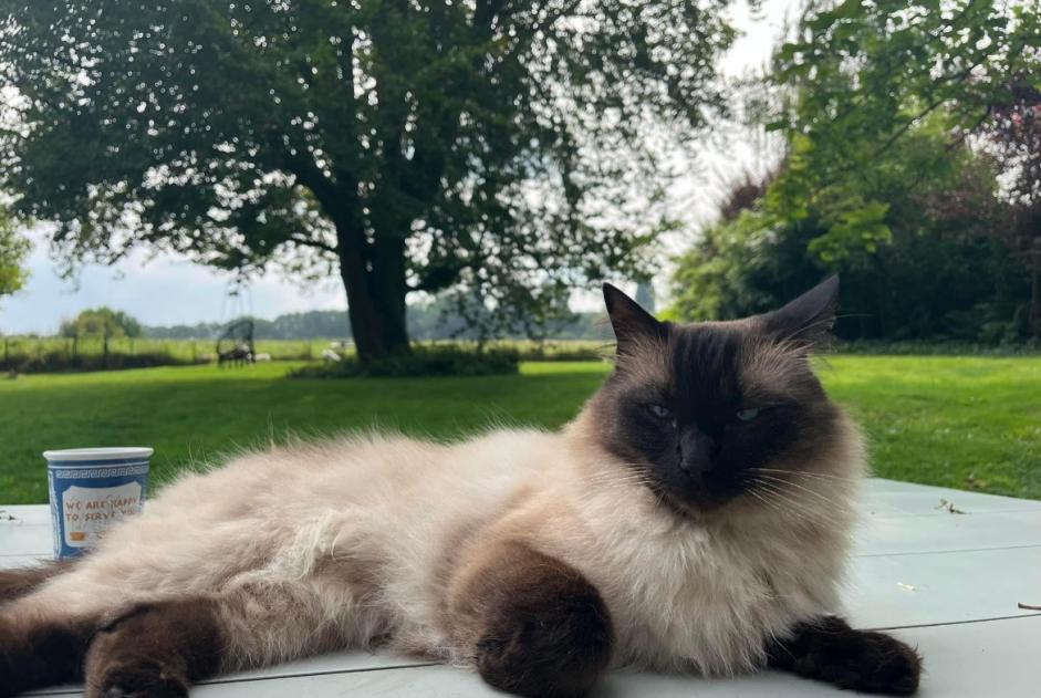 Alerte Disparition Chat  Mâle , 5 ans Beersel Belgique