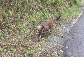 Alerte Découverte Chien  Inconnu Prunelli-di-Casacconi France