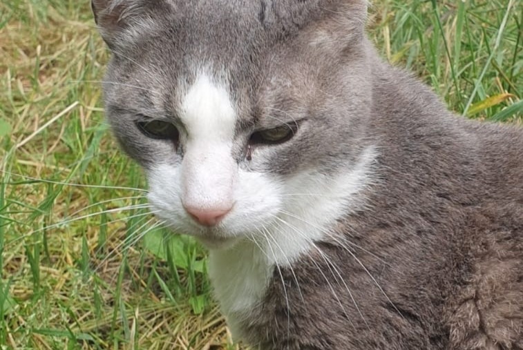 Alerte Disparition Chat Femelle , 15 ans Gradignan France