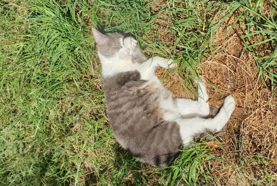 Alerte Disparition Chat Femelle , 15 ans Gradignan France