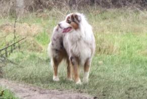 Alerte Découverte Chien  Inconnu Vincennes France