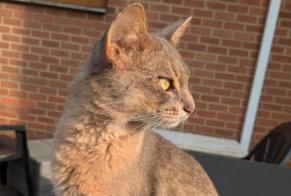 Alerte Disparition Chat  Mâle , 1 ans Charleroi Belgique