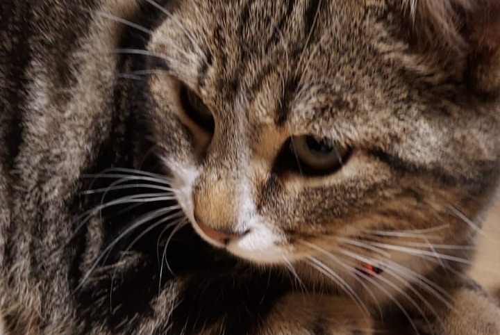 Alerte Disparition Chat Mâle , 0 ans Torny Suisse