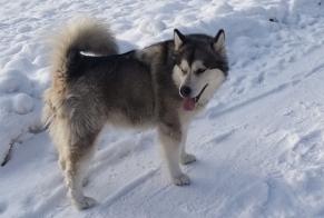 Alerte Découverte Chien  Femelle Saint-Cergue Suisse