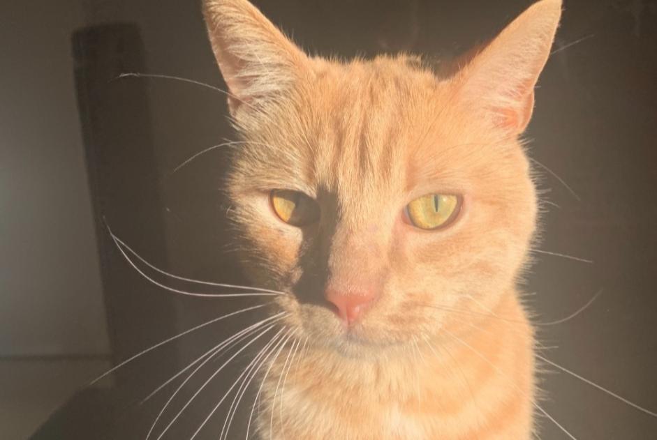 Alerte Disparition Chat Mâle , 2 ans Le Crès France