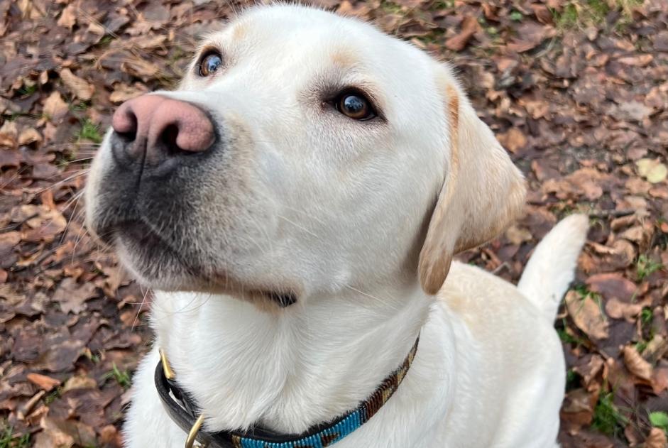 Alerte Disparition Chien  Mâle , 12 ans Avilly-Saint-Léonard France