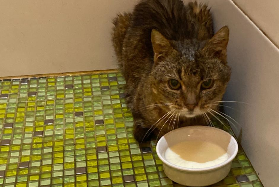 Alerte Découverte Chat  Inconnu Boisseuil France