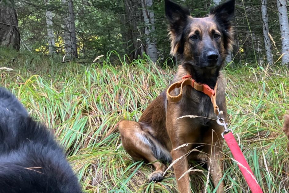 Alerte Disparition Chien croisement Femelle , 2 ans Châteauroux-les-Alpes France