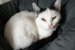 Alerte Disparition Chat Femelle , 12 ans Limoges France