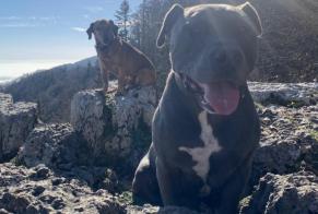 Alerte Disparition Chien  Mâle , 7 ans Brot-Plamboz Suisse