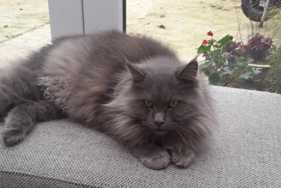 Alerte Disparition Chat  Femelle , 3 ans Walhain Belgique