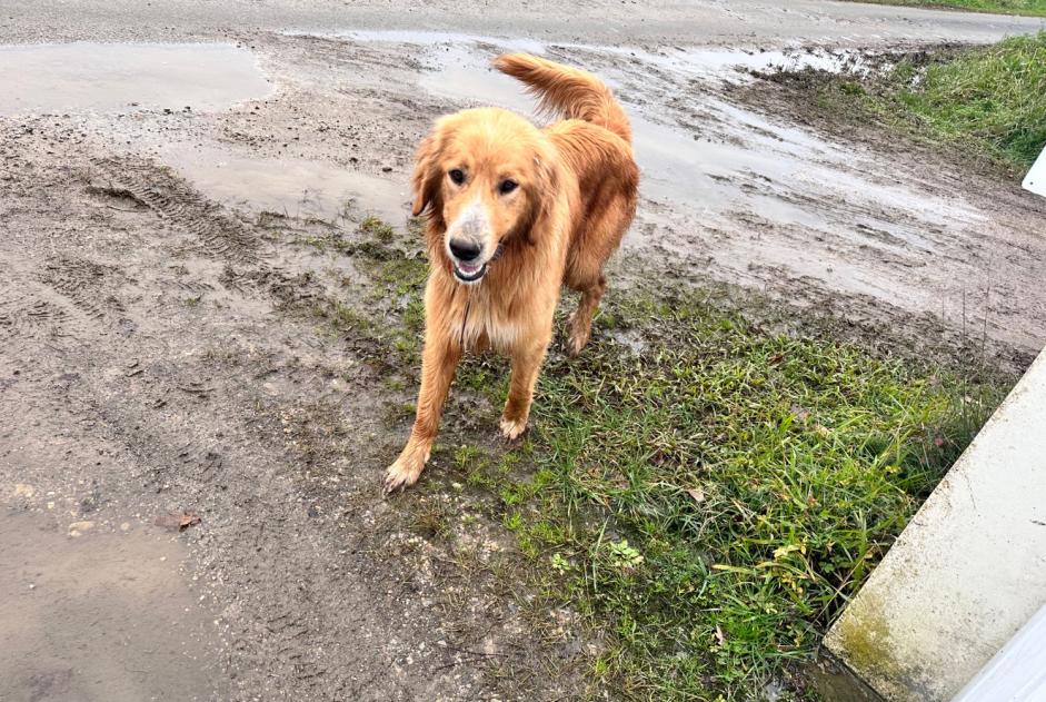 Alerte Découverte Chien croisement Inconnu Nassiet France