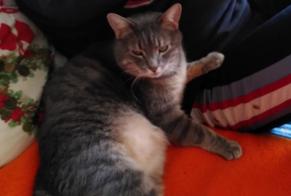 Alerte Disparition Chat Mâle , 5 ans Gradignan France