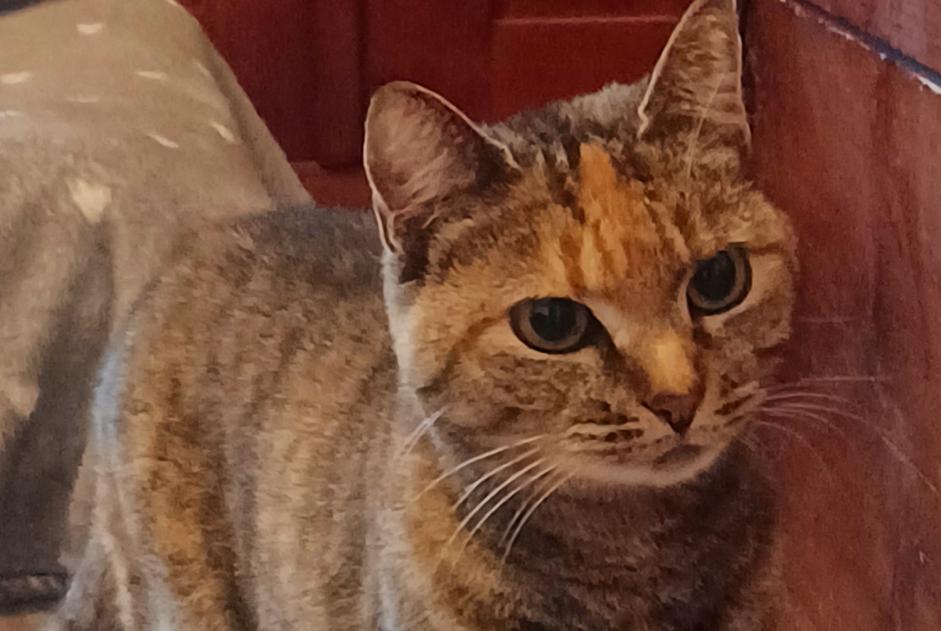 Alerte Découverte Chat croisement Inconnu Neuchâtel Suisse