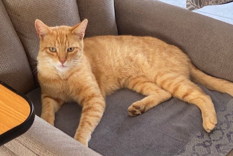 Alerte Disparition Chat  Mâle , 5 ans Tergnier France