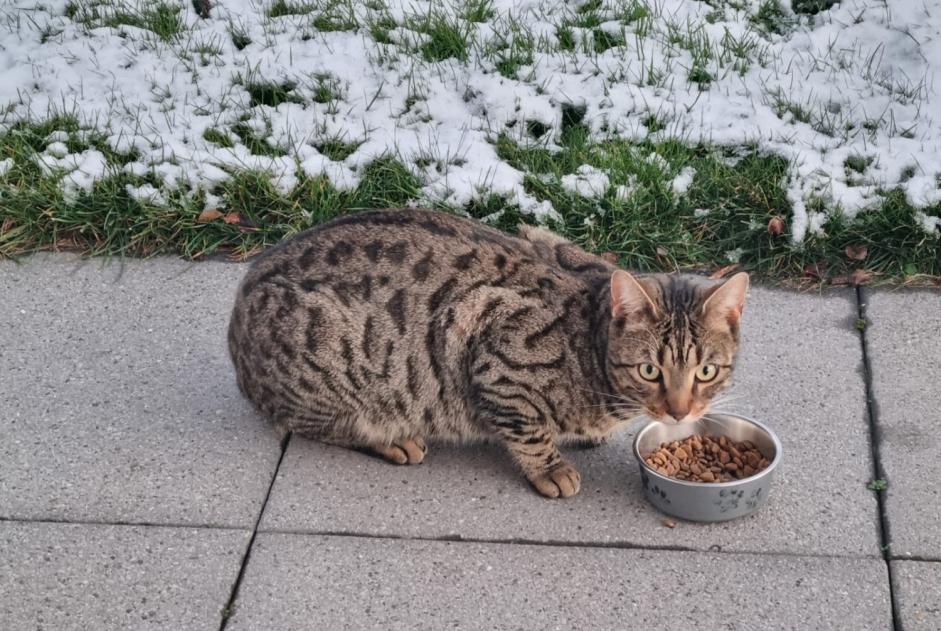 Alerte Découverte Chat  Mâle Vuisternens-devant-Romont Suisse