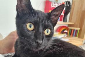 Alerte Disparition Chat croisement Mâle , 0 ans Donville-les-Bains France