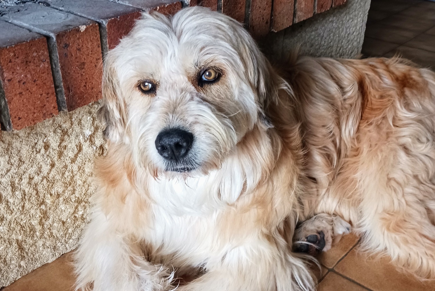 Alerte Disparition Chien croisement Mâle , 12 ans Draguignan France