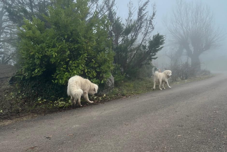 Alerte Découverte Chien  Inconnu Lissac-sur-Couze France