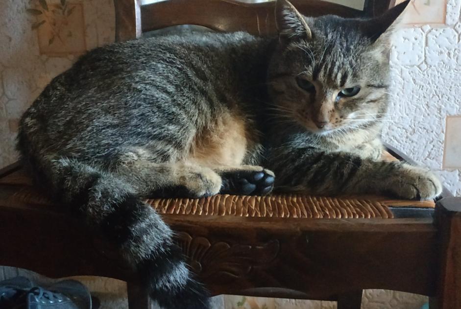 Alerte Disparition Chat  Femelle , 3 ans Lescar France