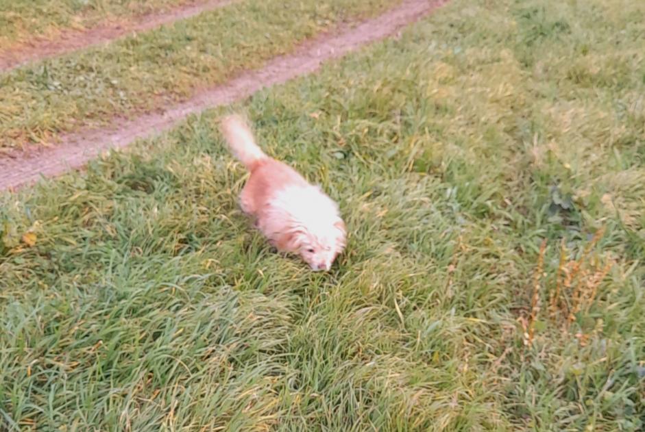 Alerte Découverte Chien croisement Mâle Poulx France