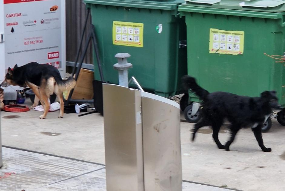 Alerte Découverte Chien Inconnu Meyrin Suisse