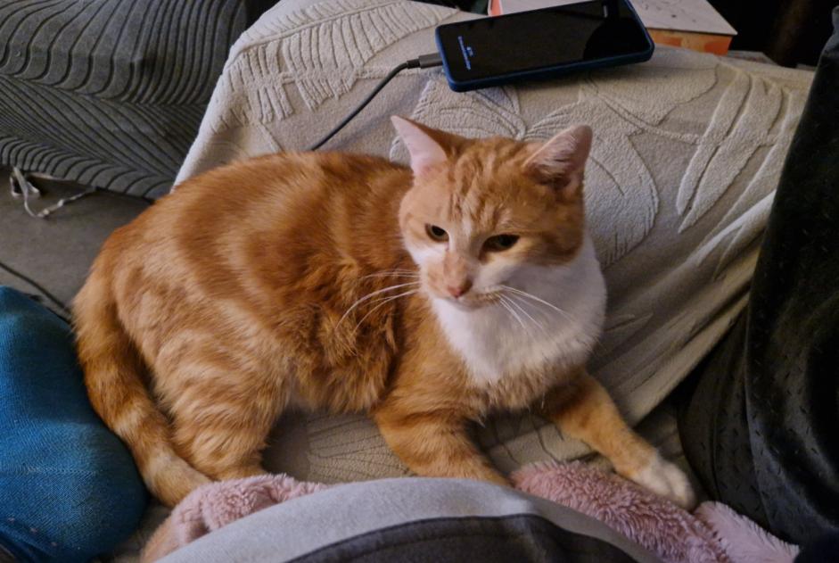 Alerte Disparition Chat Mâle , 2 ans Huy Belgique