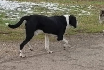 Alerte Découverte Chien Mâle Saint-Christophe-sur-Guiers France