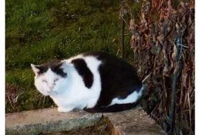 Alerte Disparition Chat croisement Mâle , 10 ans Frapelle France