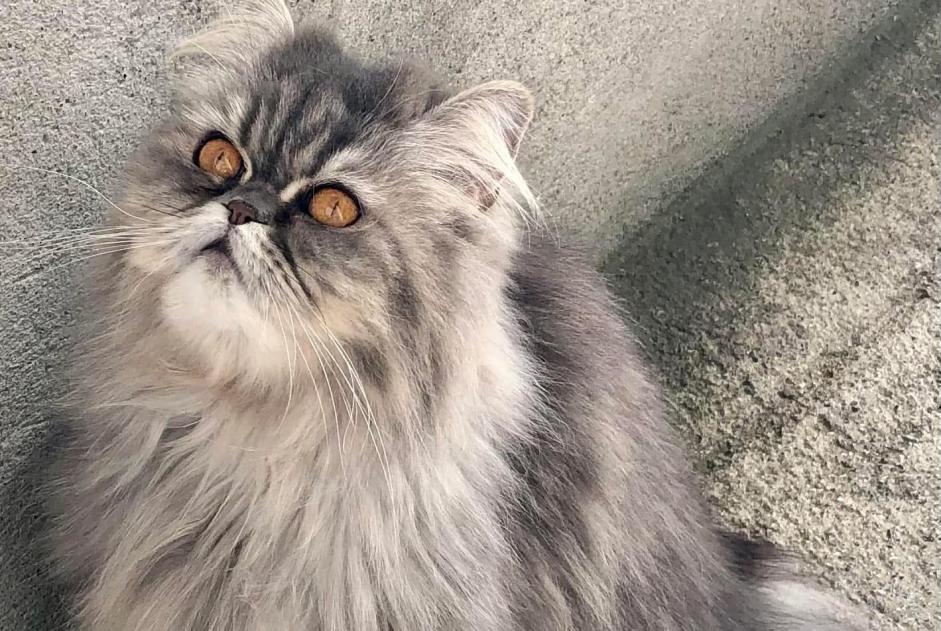 Alerte Disparition Chat  Femelle , 5 ans Genthod Suisse