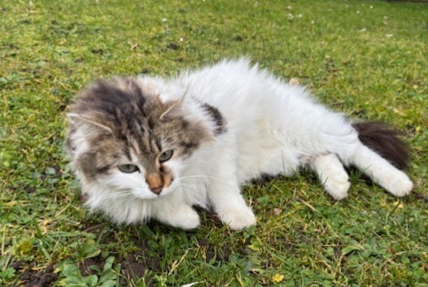 Alerte Découverte Chat  Femelle Caluire-et-Cuire France