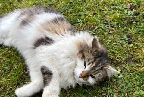 Alerte Découverte Chat  Femelle Caluire-et-Cuire France