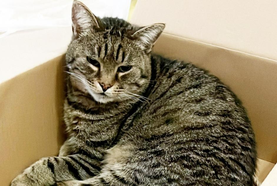 Alerte Disparition Chat Mâle , 12 ans Ixelles Belgique