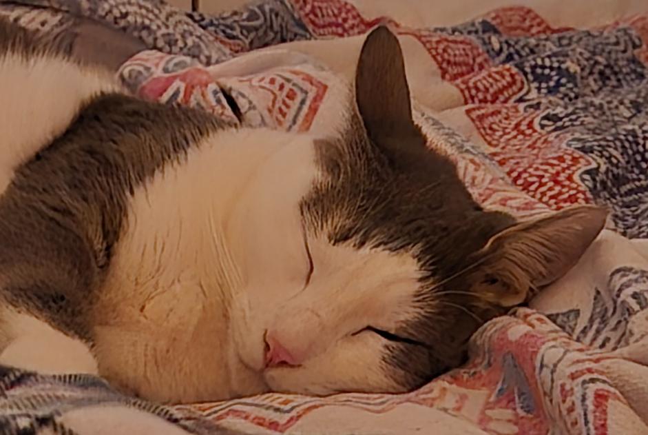 Alerte Disparition Chat croisement Mâle , 4 ans Champvent Suisse