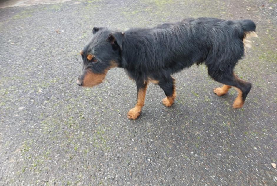 Alerte Découverte Chien Inconnu Beyrie-en-Béarn France