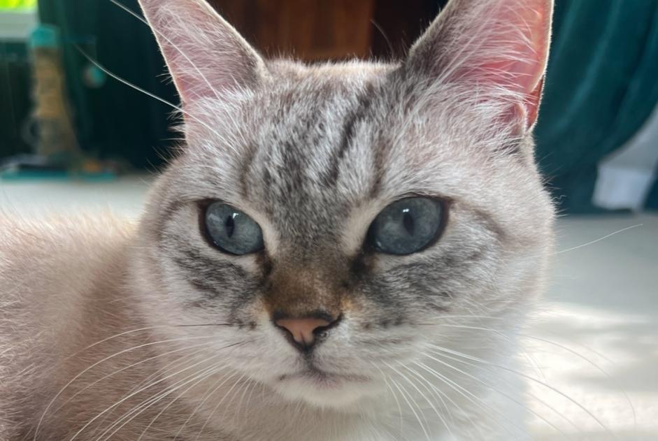 Alerte Disparition Chat  Femelle , 12 ans Bazoches-sur-Guyonne France