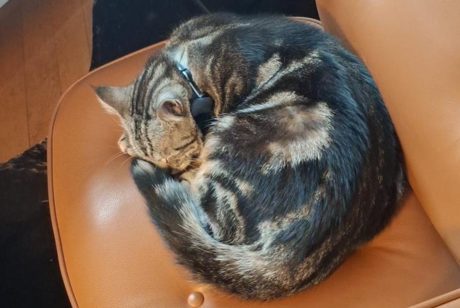 Alerte Disparition Chat  Mâle , 1 ans Saint-Sulpice Suisse