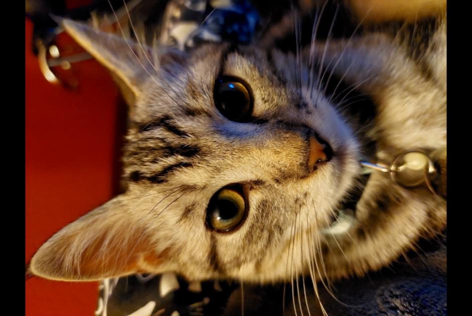 Alerte Disparition Chat  Mâle , 1 ans Saint-Sulpice Suisse