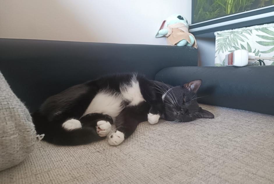 Alerte Disparition Chat croisement Mâle , 6 ans Chardonne Suisse