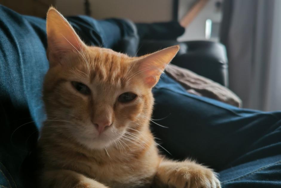 Alerte Disparition Chat Mâle , 2 ans Aubenas France