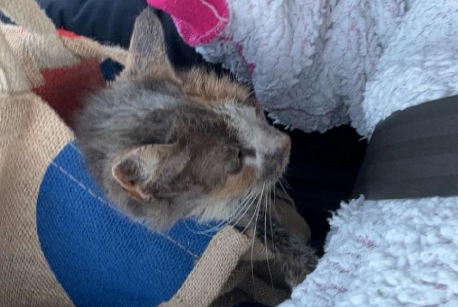 Alerte Découverte Chat Femelle , Entre 4 et 6 mois Bretteville-sur-Odon France