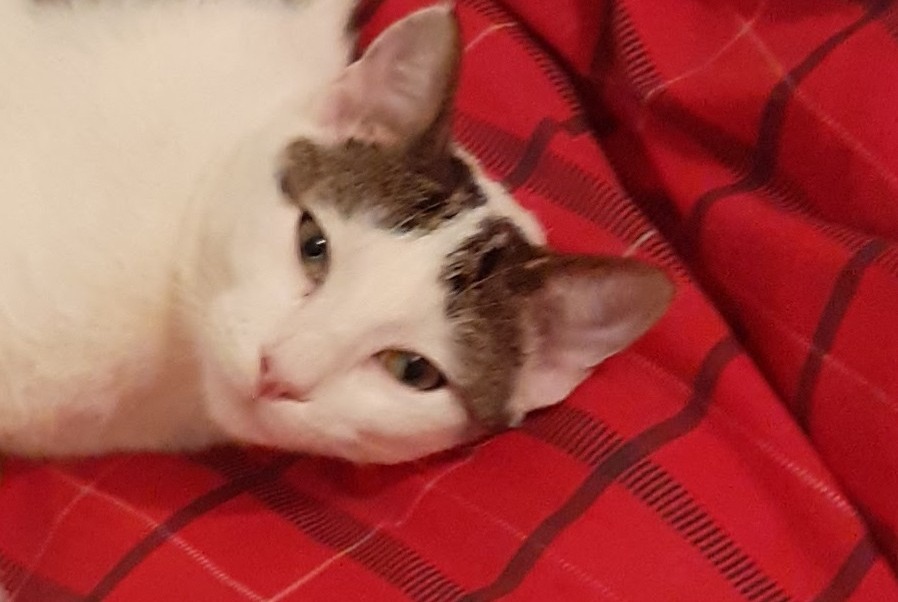 Alerte Disparition Chat Mâle , 5 ans Saint-Sulpice-la-Pointe France