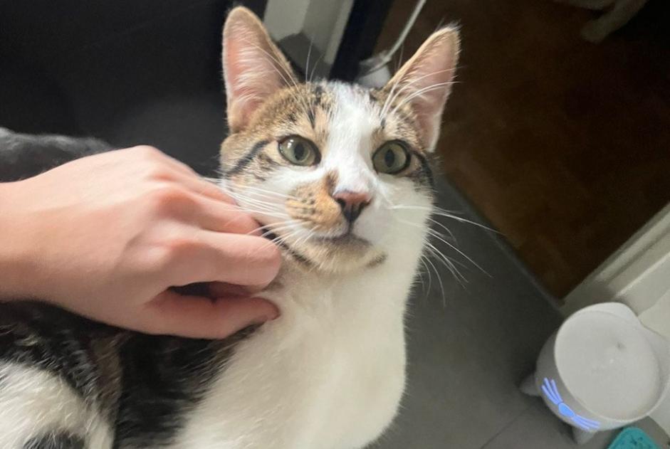 Alerte Disparition Chat  Mâle , 1 ans Genève Suisse