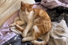 Alerte Disparition Chat Mâle , 3 ans Miramas France