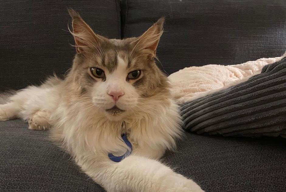 Alerte Disparition Chat  Mâle , 5 ans Braine-l'Alleud Belgique